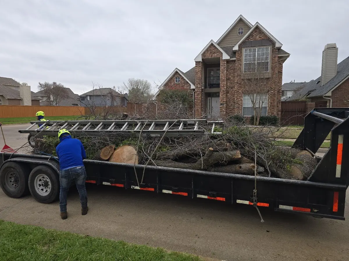 Expert Tree Pest Control with proper safety equipment in Fairfax
